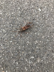 Leptoglossus clypealis