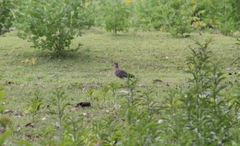 Streptopelia bitorquata