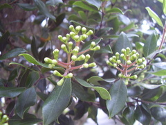 Metrosideros bartlettii