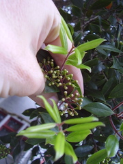 Metrosideros bartlettii