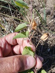 Calystegia macounii