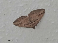 Costaconvexa polygrammata