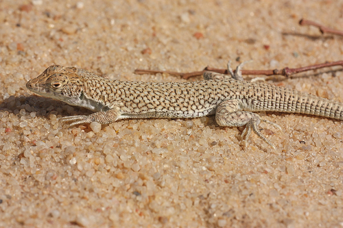 Nidua Fringe-fingered Lizard