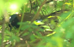 Pterorhinus chinensis monachus