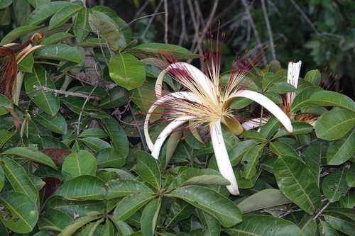 Pachira aquatica