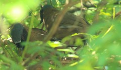 Pterorhinus chinensis monachus