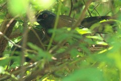 Pterorhinus chinensis monachus