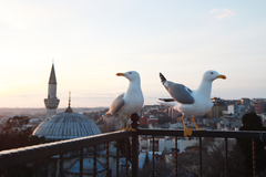 Larus michahellis