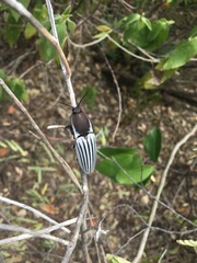 Chalcolepidius validus