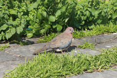 Streptopelia senegalensis
