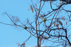 Psittacula eupatria
