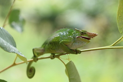 Kinyongia multituberculata