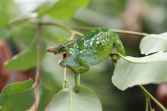 Kinyongia multituberculata