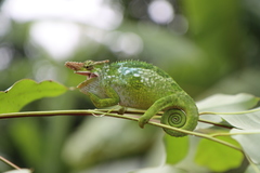 Kinyongia multituberculata