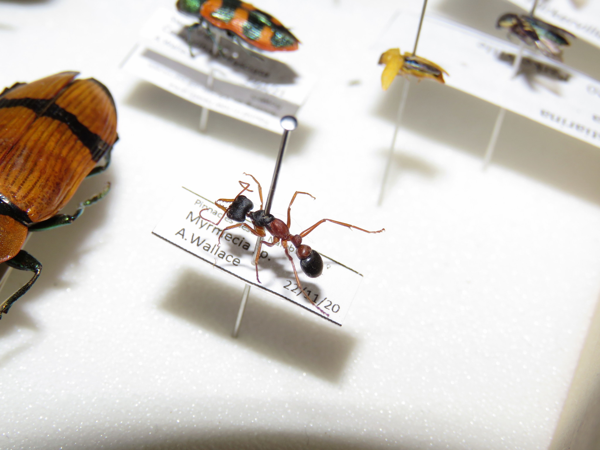 Myrmecia occidentalis
