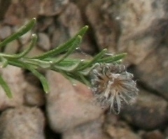 Phylica nigrita