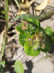 Raphionacme lucens