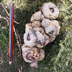 Lithocarpus pachyphyllus