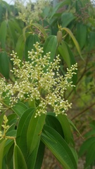 Miconia minutiflora