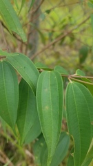 Miconia minutiflora