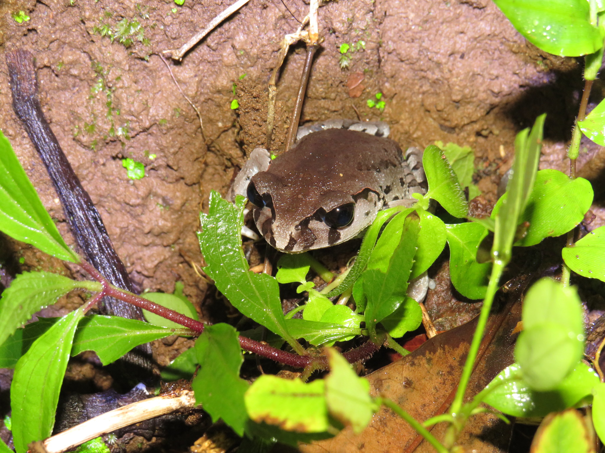 Leptobrachium hasseltii Tschudi, 1838