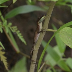 Anolis lemurinus