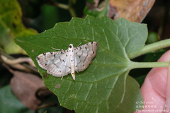 Pycnarmon cribrata
