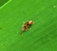 Cryptamorpha desjardinsi