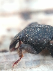 Mitoplinthus caliginosus