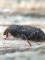 Mitoplinthus caliginosus