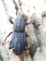 Mitoplinthus caliginosus