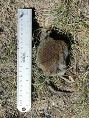 Abrothrix longipilis