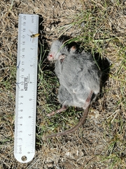 Abrothrix longipilis