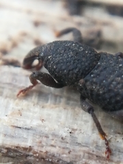 Mitoplinthus caliginosus