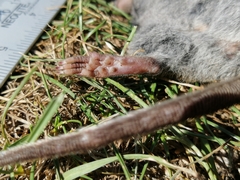 Abrothrix longipilis