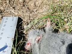 Abrothrix longipilis