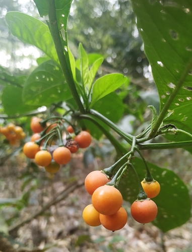 Solanum spirale iNat (1)