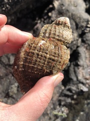 Fusitriton oregonensis