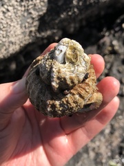 Fusitriton oregonensis