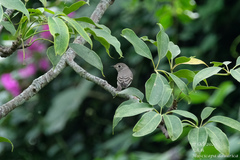 Muscicapa dauurica