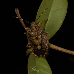 Rhaphigaster nebulosa