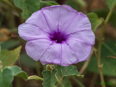 Ipomoea hildebrandtii