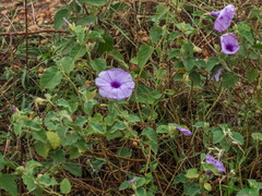 Ipomoea hildebrandtii