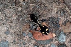 Traumatomutilla graphica