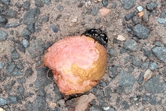 Traumatomutilla graphica