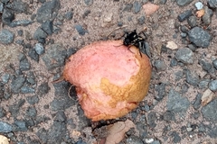 Traumatomutilla graphica