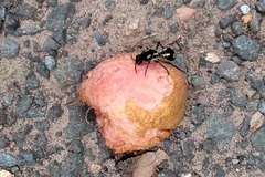 Traumatomutilla graphica