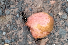 Traumatomutilla graphica