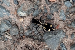 Traumatomutilla graphica