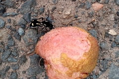 Traumatomutilla graphica